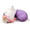 Almohada de Viaje y Peluche 2 en 1  Unicornio - Imagen 5